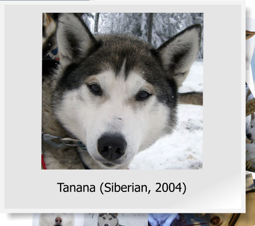 Tanana (Siberian, 2004)