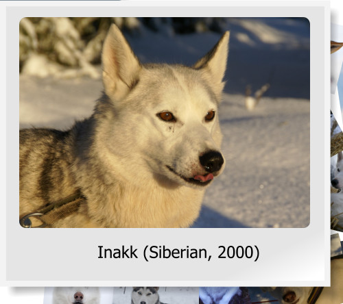 Inakk (Siberian, 2000)