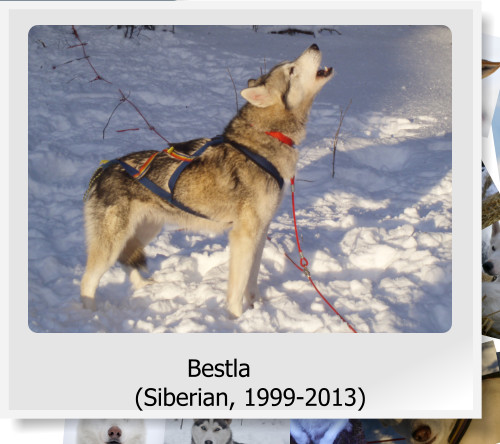 Bestla (Siberian, 1999-2013)