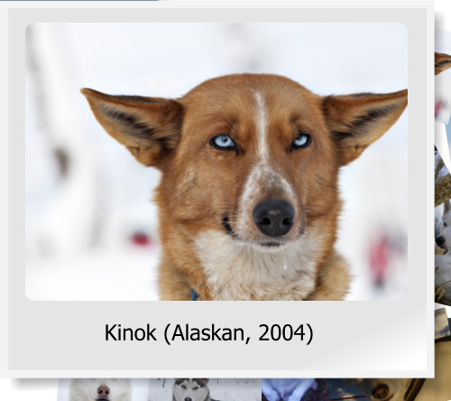 Kinok (Alaskan, 2004)