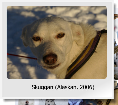 Skuggan (Alaskan, 2006)