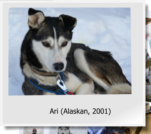 Ari (Alaskan, 2001)