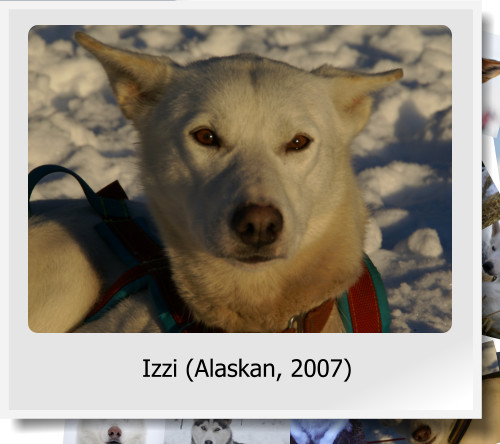 Izzi (Alaskan, 2007)